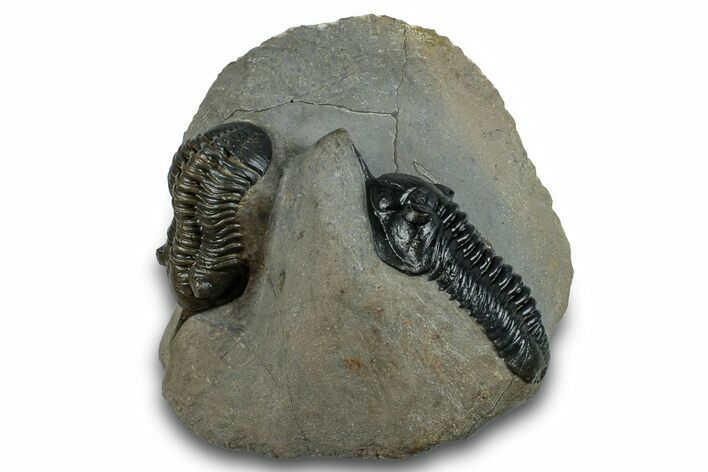 Pair Of Morocconites Trilobites - Ofaten, Morocco #260370